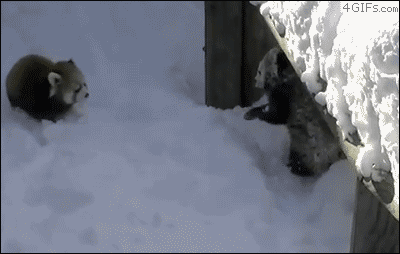15 Animals That Will Show You How To Love Winter - Bored!