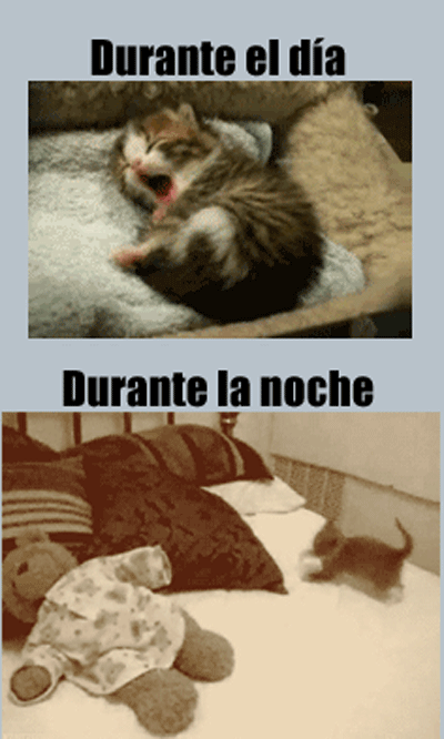 ¡Hoy es miáucoles, el día en que publicamos un lolcat en español. Esta semana vemos al gatito (y por extensión, nosotros durante el día vs. durante la noche.