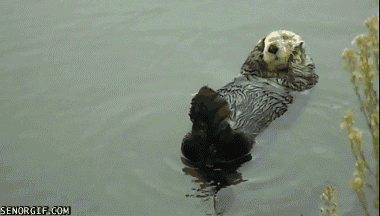 19 GIFs of Animals Enjoying a Nice, Relaxing Bath from A ...