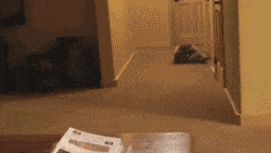 26 GIFs That Will Make You Die Of Laughter Every Time You Watch
