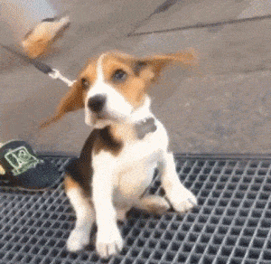 30 Of The Most Adorable Puppy GIFs We've Ever Seen  #refinery29  http://www.refinery29.com/2016/03/106296/cute-puppies-puppy-pictures#slide-15  When you're having a total Marilyn moment....