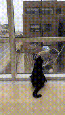 窓拭きが気になって仕方ない猫の動画ｗｗｗｗｗｗｗ