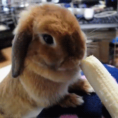 4. Cute Bunny eating banana