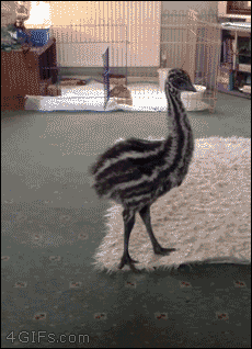 4gifs: Emu is trying to dog. [video] - Adamantly Wire