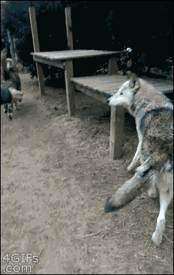 4gifs:  That moment when you hope the wolf isn’t too hungry. [via]