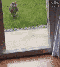4gifs: The majestic Felis catus - Adamantly Wire