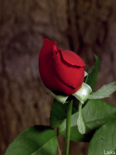 Ảnh động về hoa hồng đẹp lung linh - Phần 2 - Blog hoa đẹp