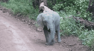 “Aw yiss, gonna pick up ALL the ladies with my sweet trunk moves.” | 17 Baby Elephants Learning How To Use Their Trunks
