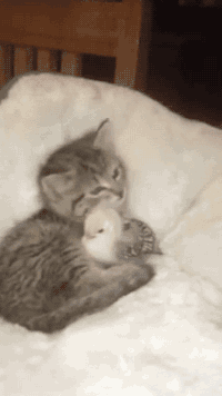 “It’s important for you to know just how special you are!” | 15 Cats Who Care