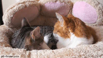 A Cat with An Attitude | Gif Finder – Find and Share funny animated gifs