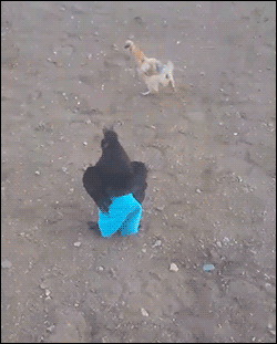 A chicken wearing pants goes for a short jog. [video]