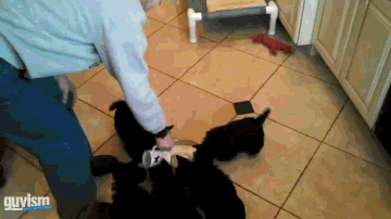 A majestic puppy roundabout. | 25 Animal GIFs That Will Warm Your Cold, Dead Heart