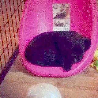 A Place for Two Dogs | Funny Cat GIFs