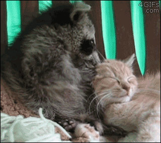 A raccoon apologizes to his kitten friend after accidentally biting it's ear too hard
