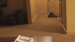 A raccoon rolling down a hallway.  Why?  Because a raccoon rolling down a hallway, that's why.