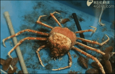A spider crab molting its shell in one piece: | 36 Gifs That'll Make You Say 
