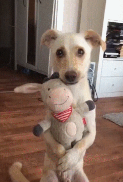 A Toy for a Dog