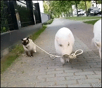 ACG • Amazing when 2 pigs take their friend the Cat for a little walk in the street