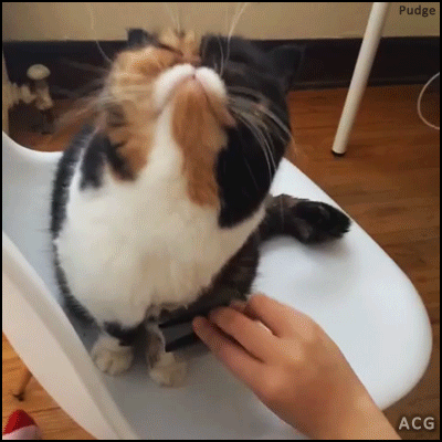 ACG • CAT GIF • Famous 'Pudge the Cat' loves so much scratches with comb.