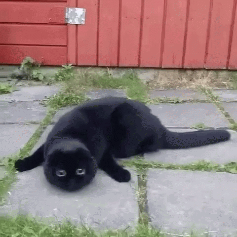 Afbeeldingsresultaat voor black cat gif.