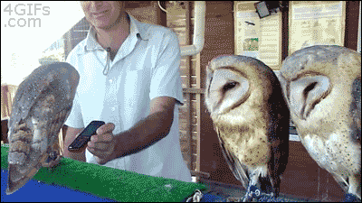 amithereal:  grimbark-entity:  horatioandalice:  birdsbirds:  deviantbirds:  What is going on here??  birdsbirds is what is going on  WIGGLY OWLS  [OWL INTENSIFIES]  WHAT IS ON THAT PHONE