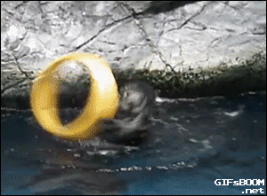An otter plays with a toy