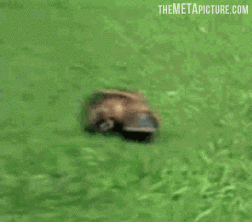 And now you know how a Platypus walks. This is awesome.
