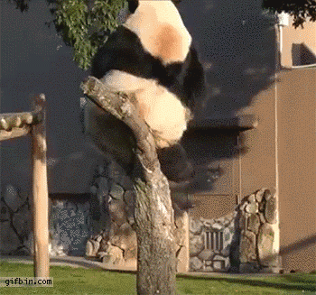 And the gracefulness of this panda upon his perch. | 21 Of The Most Majestic Animals To Ever Grace This Planet