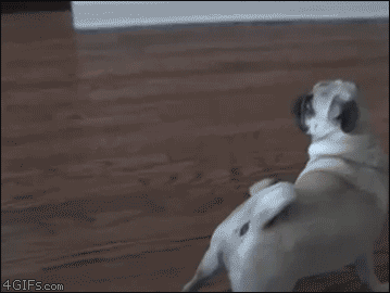And this one. | The 40 Greatest Dog GIFs Of All Time