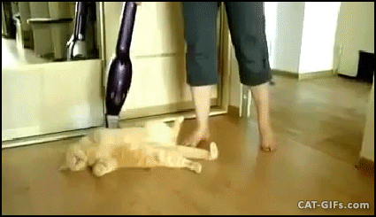 Animated CAT GIF • Amazing Cat loves to be strongly petted by vacuum cleaner. Most cats are terrified of vacuum cleaners, although a few enjoy having their fur (strongly fluffed by a vacuum cleaner. .”
