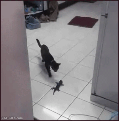 Animated Cat GIF • Curious Kitten scared of little lizard. Cat reflexe? OK, you’re doing it right.