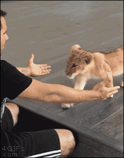 Awwww! I wanna cuddle a baby lion! ~~ Houston Foodlovers Book Club