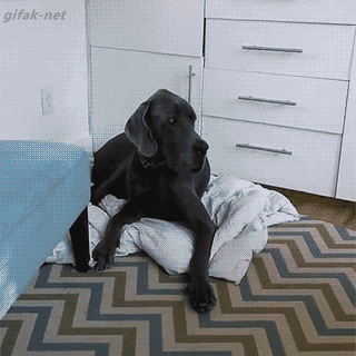 Baby steals bed from dog seven times her size because babies don't know what limitations are. | Kids | Someecards