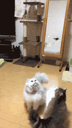 Best Cat Gifs of the Week #14 - We Love Cats and Kittens