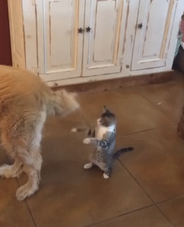 Best Cat Gifs of the Week #5
