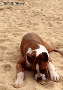 Best Dog GIFs more dog animations click  www.pinterest.com/dkelley9699/animation-gif-graphic-movements/