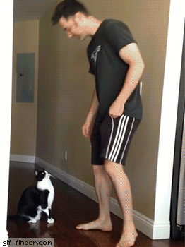 Best Kitty Hug Ever! | Gif Finder – Find and Share funny animated gifs