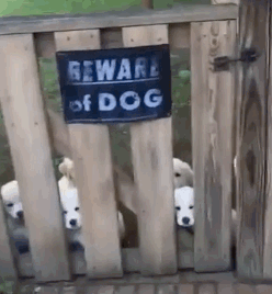 Beware Of These 19 Dogs: We Warned You
