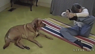 Cachorro é pego no flagra comendo sorvete do dono (VÍDEO