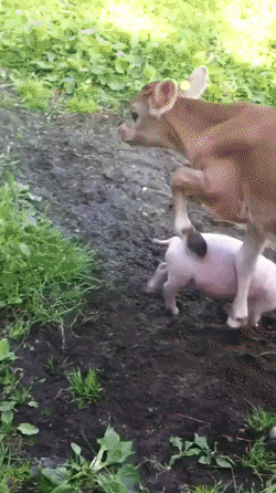 Calf and piglet