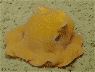 Camera shy dumbo octopus. [video]