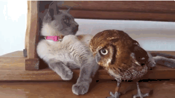 Cat & Owl