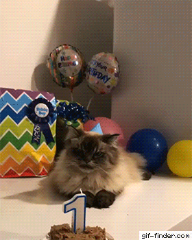 Cat celebrates birthday