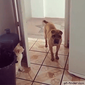 Cat closes door on dog | Gif Finder – Find and Share funny animated gifs