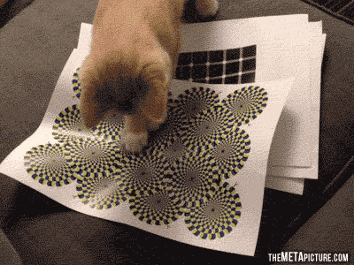 Cat discovers optical illusions. I am so doing this with Chance!