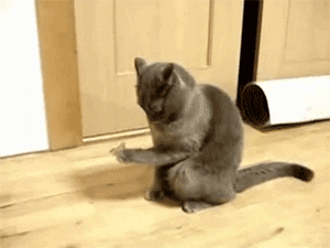 Cat does not know what to do with the butterfly that landed on its paw (Source: http://ift.tt/1KkhrDK