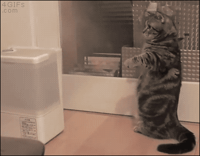 Cat fights humidifier <3