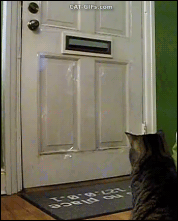 CAT GIF • Amazing Cat gets mail. GOTCHA! Mine. So funny. “Everyday around lunch time our cat,  The Baron,  waits for USPS to drop off  his toy for the day. Sometimes we actually get to read our letters.”