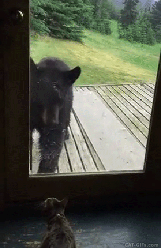 CAT GIF • Curious black bear against brave Kitty. Bear is scared, Cat rules
