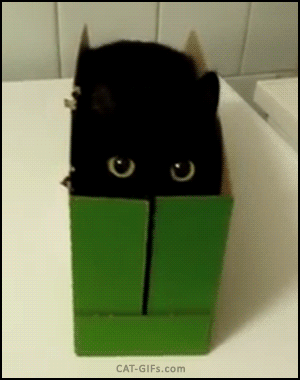 CAT GIF • Funny Black Cat with big round eyes tries to hide in his small green box